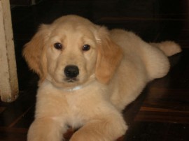 princesa